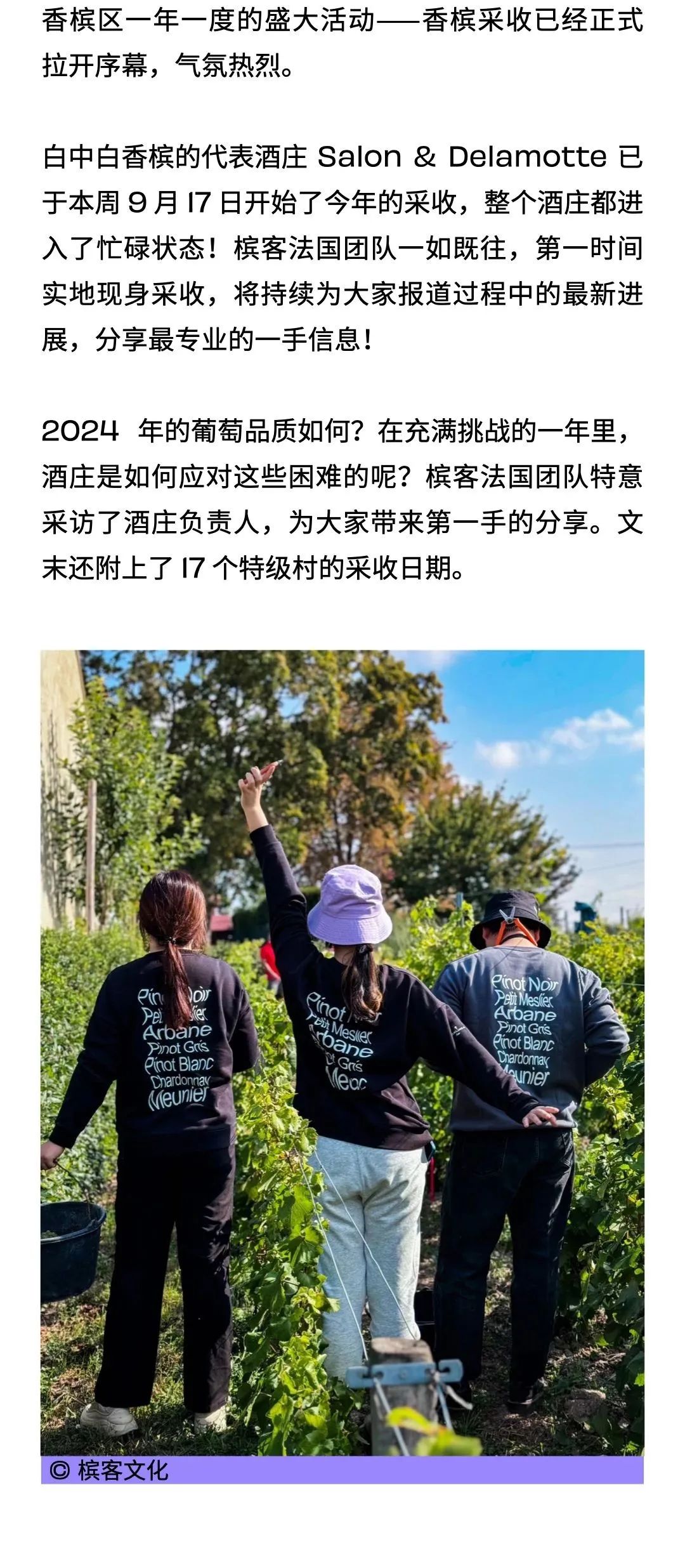 丰收季的幕后故事：沙龙德乐梦酒庄的应对与期待