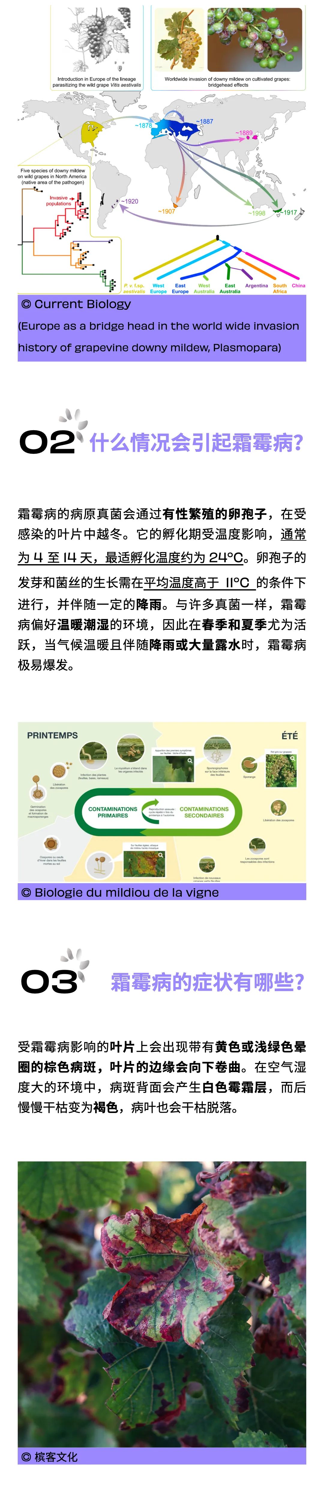 2024 香槟区霜霉病大爆发？5 个问题搞懂葡萄园“大劫难”，种植者又有哪些神操作？